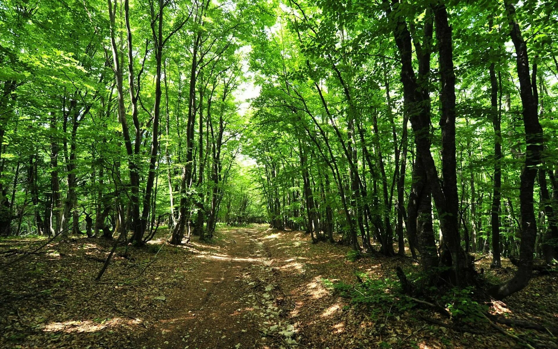 Forest side