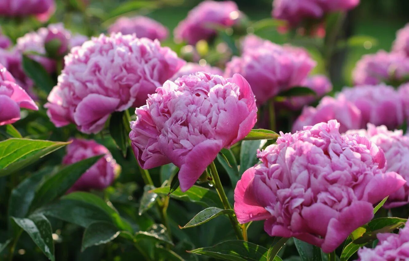 Пионы какое время года. Пион Drolla. Пиони Пинк (Peony Pink). Пион Джонсон.