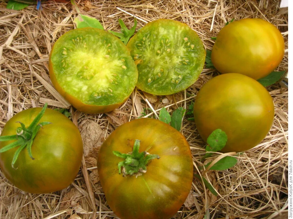 Сорт томата ирландский ликер. Помидоры сорт ирландский ликер. Оранжевый черри томат семена. Сорт томата шоколадный мармелад. Помидоры сорт ликер.