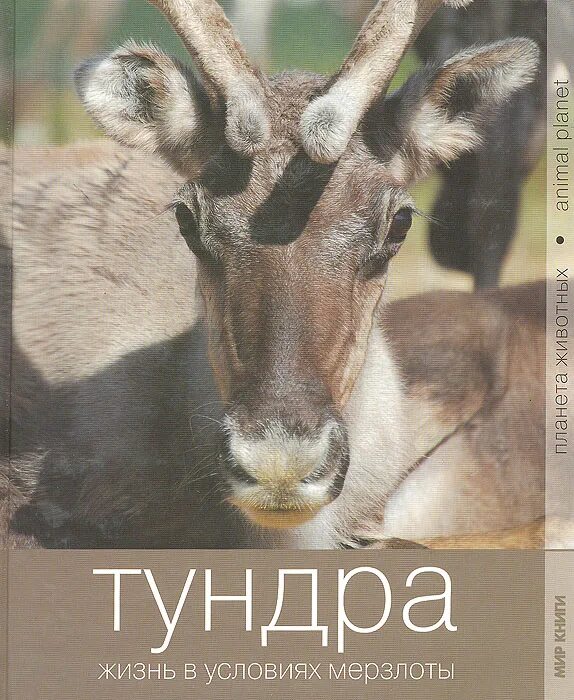 Олард диксон книги. Животные из красной книги из тундры. Тундра книги. Книги о ямале. Парфюм тундра.
