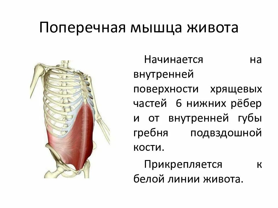 Поперечная мышца живота мышца живота функции. Поперечная мышца живота анатомия функции. Поперечная мышца живота анатомия крепление. Внутренняя поперечная мышца живота.