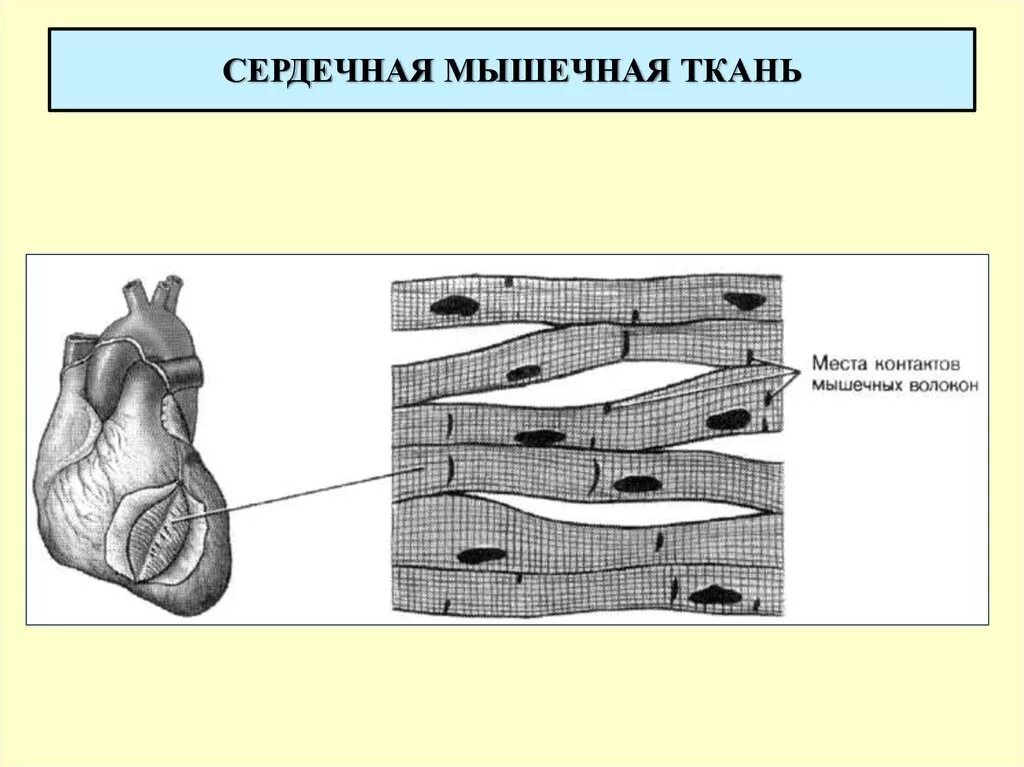 Схема строения сердечной мышечной ткани. Поперечно-полосатая сердечная мышечная ткань. Сердечная поперечно-полосатая мышечная строение. Поперечно полосатая сердечная мышечная ткань схема. Сердечная мышечная ткань рисунок