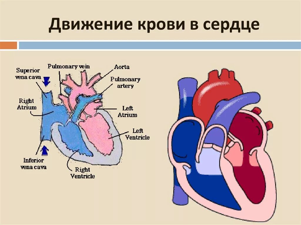 Какая кровь содержится в правой половине сердца