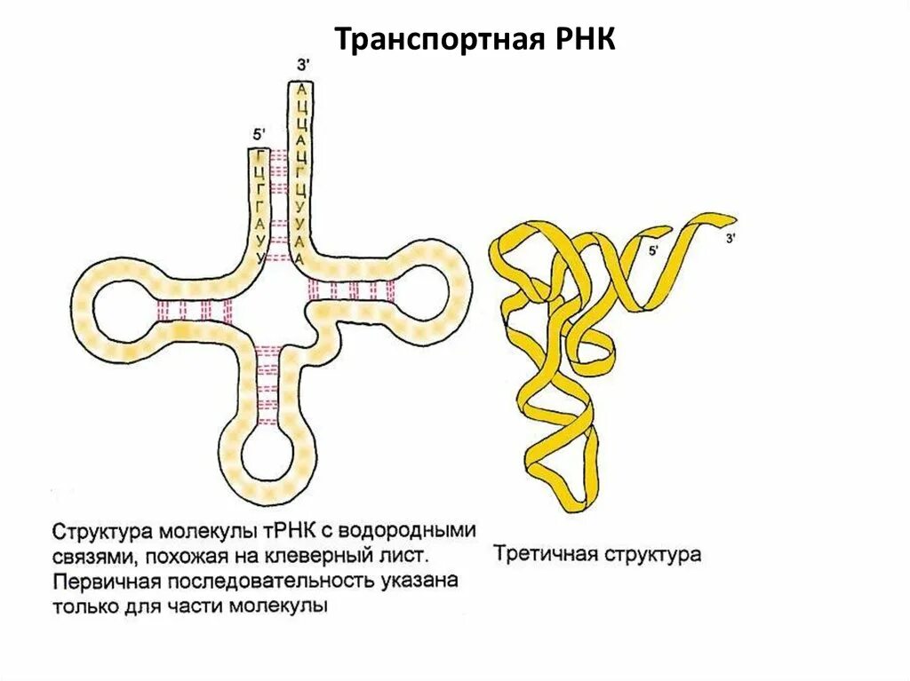 Структура транспортной РНК. Структура ТРНК. Строение молекулы т РНК третичная структура. Транспортная РНК двухцепочечная.