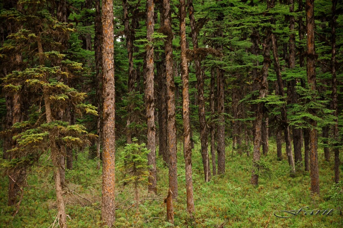 Растительные сообщества еловый лес сосновый лес. Хвойный лес Сахалин. Парма — темнохвойная Тайга. Тайга лес Сахалин. Ель Елово широколиственные леса.