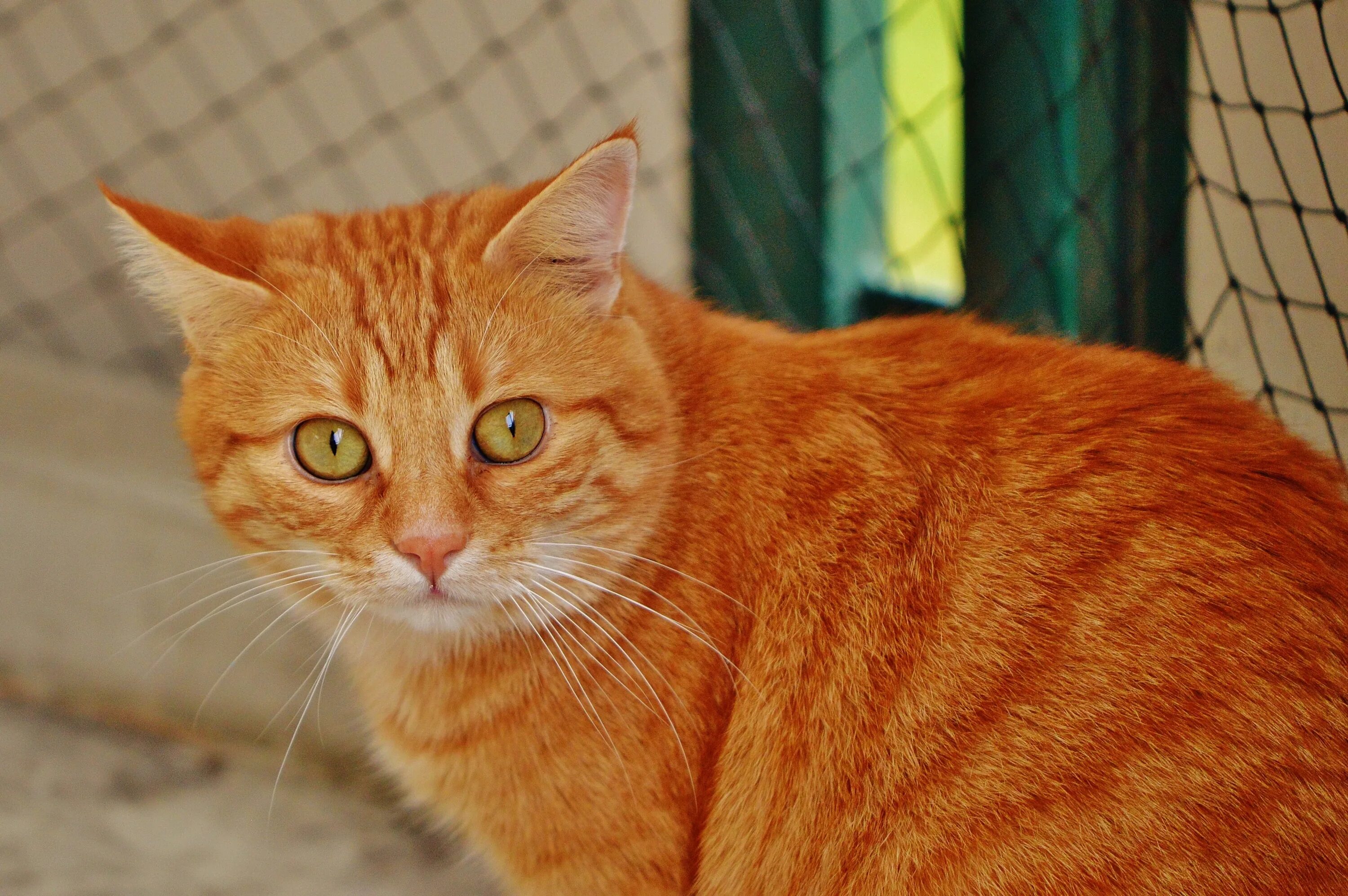 Европейская короткошерстная кошка рыжая. Аравийский МАУ рыжий. Европейская короткошерстная табби рыжий. Сибирский гладкошерстный рыжий кот. Покажи red cat