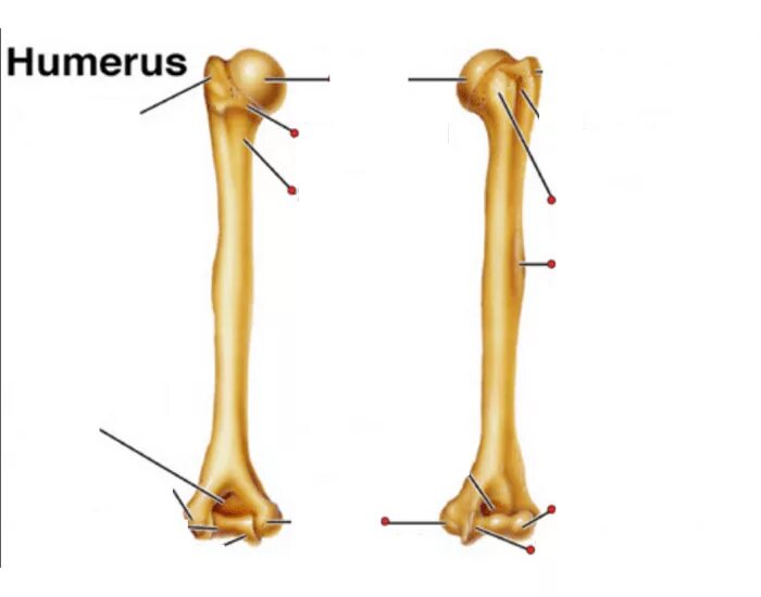 Curved humerus. Humerus. os humerus. хумерус анатомия.