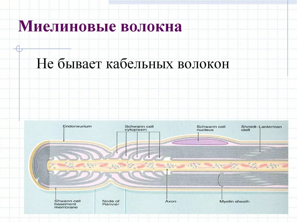 Миелиновые волокна гистология. Миелиновые волокна. Миелиновые и безмиелиновые нервные волокна строение. Миелиновое волокно где. Строение миелиновой оболочки.