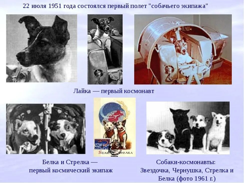 В каком году состоялся первый полет собаки. Первые собаки космонавты белка и стрелка. первые полеты в космос животных. первые космонавты для дошкольников. первые животные полетевшие в космос для дошкольников.