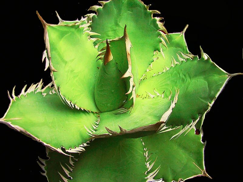 Розовый алоэ. Agave titanota. Агава титанота (Agave titanota).