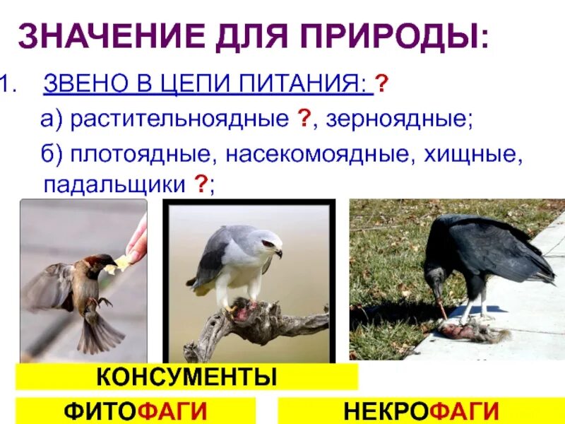 Роль растительноядных птиц в природных сообществах. Значение птиц в природе. птицы хищные и растительноядные. зерноядные,хищные,насекомоядные птицы. цепь питания насекомоядных птиц.