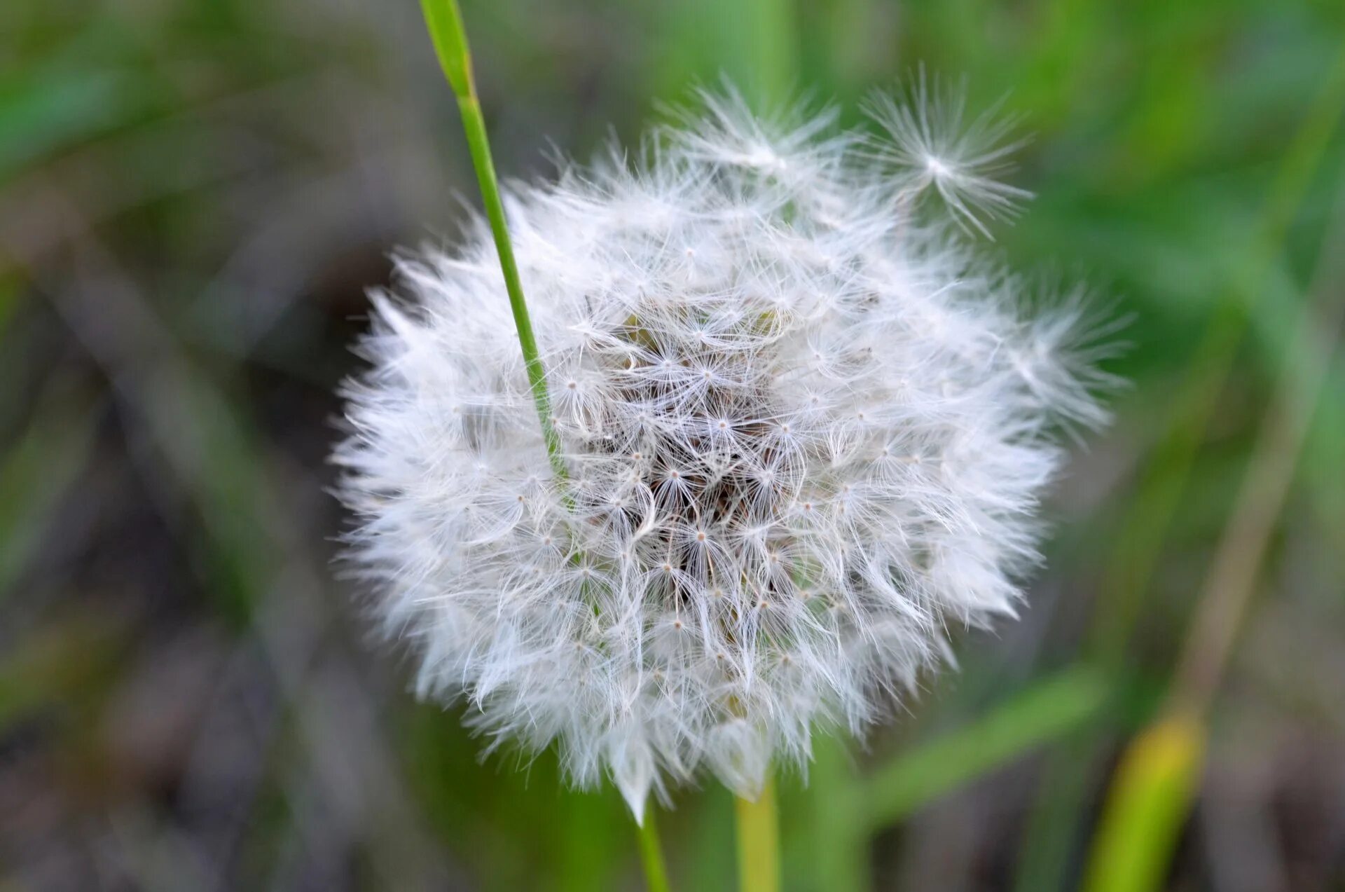 апателодес гусеница. цветок с пушистой шапкой. гусеница моли «белый кедр». ямальская пушица. пушистые цветы.