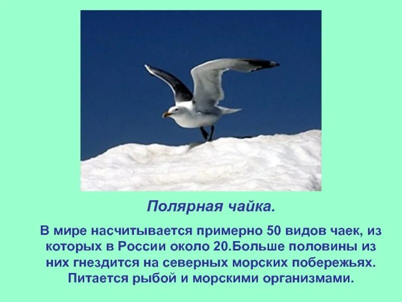 Текст про чаек. Сообщение о Чайках. Сообщение о Чайке. Чайки доклад. Доклад про чайку.