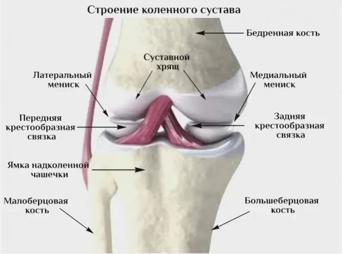 Мышца поднимающая кость