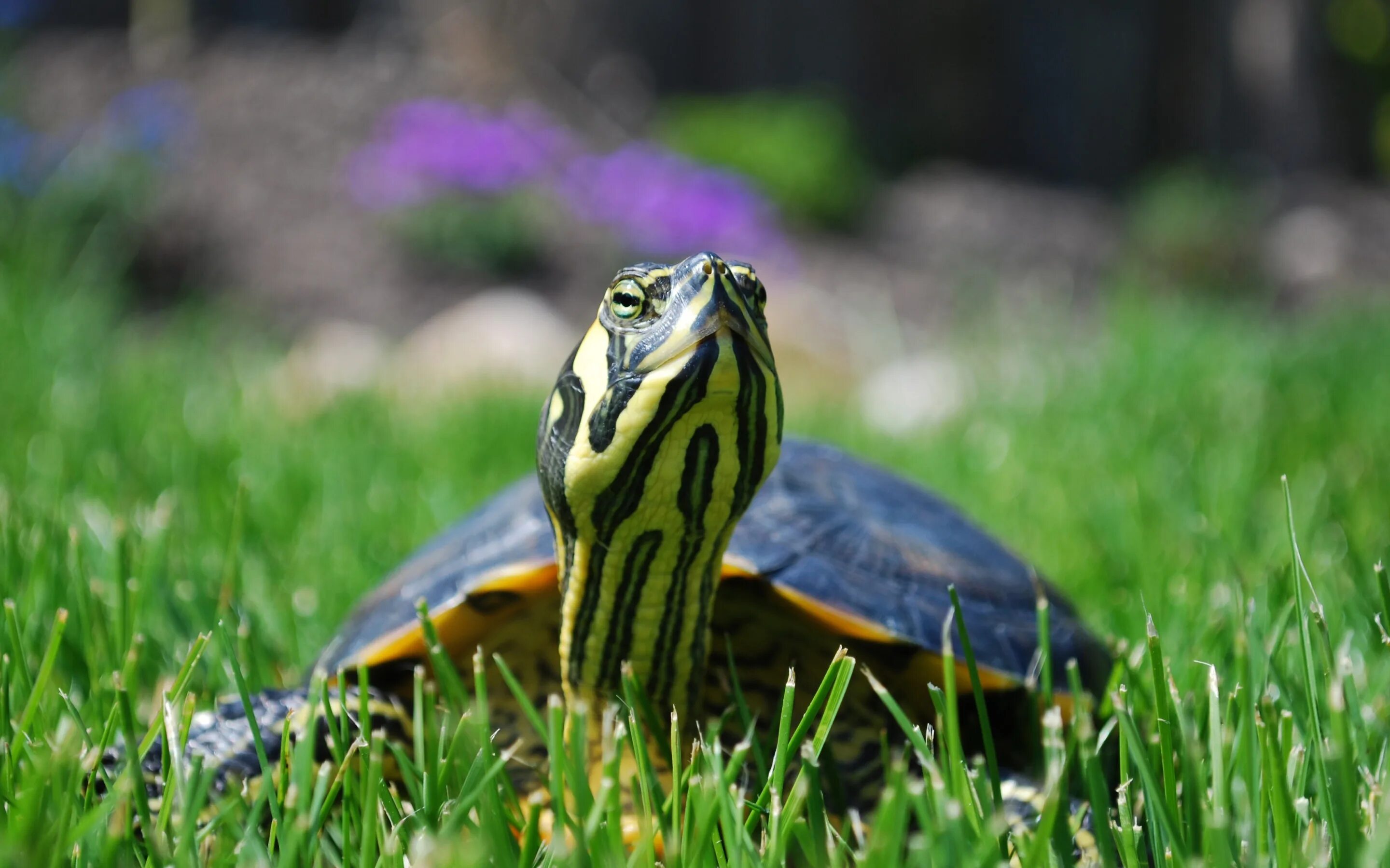 Красноухая Пресноводная черепаха. Желтоухая черепаха (trachemys scripta scripta). Trachemys scripta scripta. Красноухая Болотная черепаха.