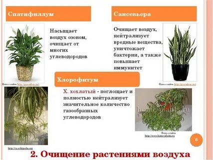 Наши зеленые друзья очищают воздух