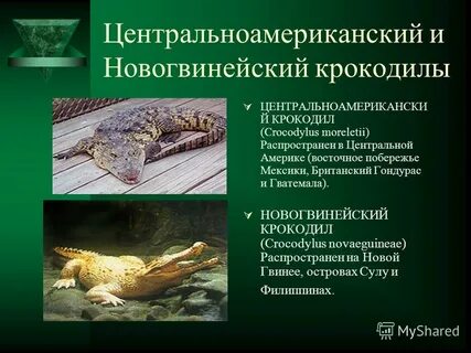 Крокодил таблица