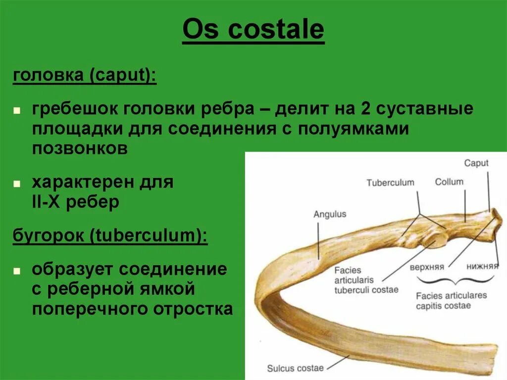 Гребень головки ребра. Гребешок головки ребра. Строение головки ребра. Головка первого ребра.