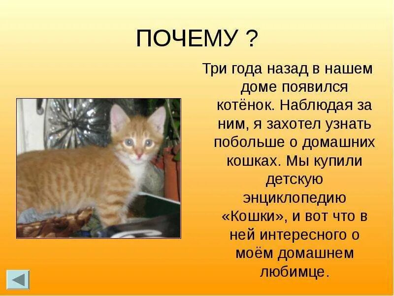 Описание домашнего кота 2 класс. Проект про домашних питомцев. Презентация на тему мой любимый кот. Рассказ о коте. Доклад про кошек.