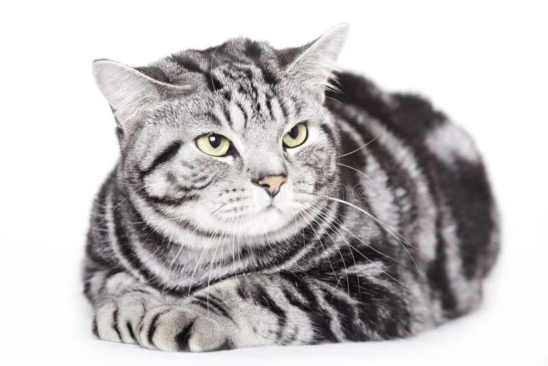 Cats Craigslist #CatsAreSmart ID:6078547648 American shorthair cat, Cat breeds, 