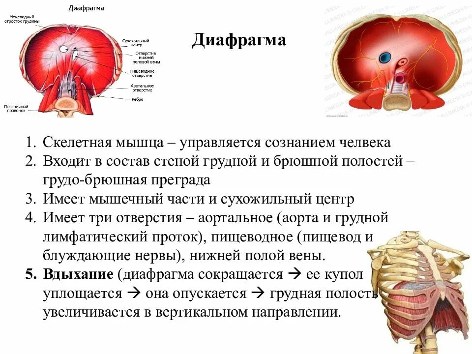 Диафрагма характеристика