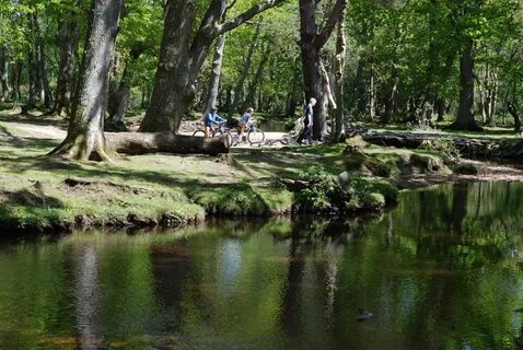 The New Forest tour.
