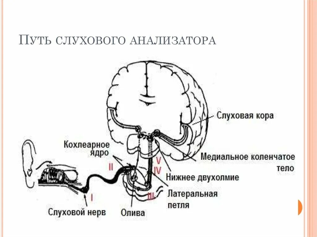 Проводящий путь органа слуха. Проводящие пути слухового анализатора. Проводниковый путь слухового анализатора. Строение проводящих путей слухового анализатора. Схема проводящих путей слухового анализатора.