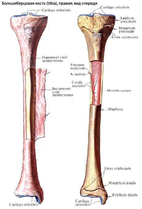Внутренняя поверхность костей. Надкостница большеберцовой кости. Большая берцовая кость анатомия. Большая берцовая кость анатомия человека. Большеберцовая и малоберцовая кость анатомия человека.