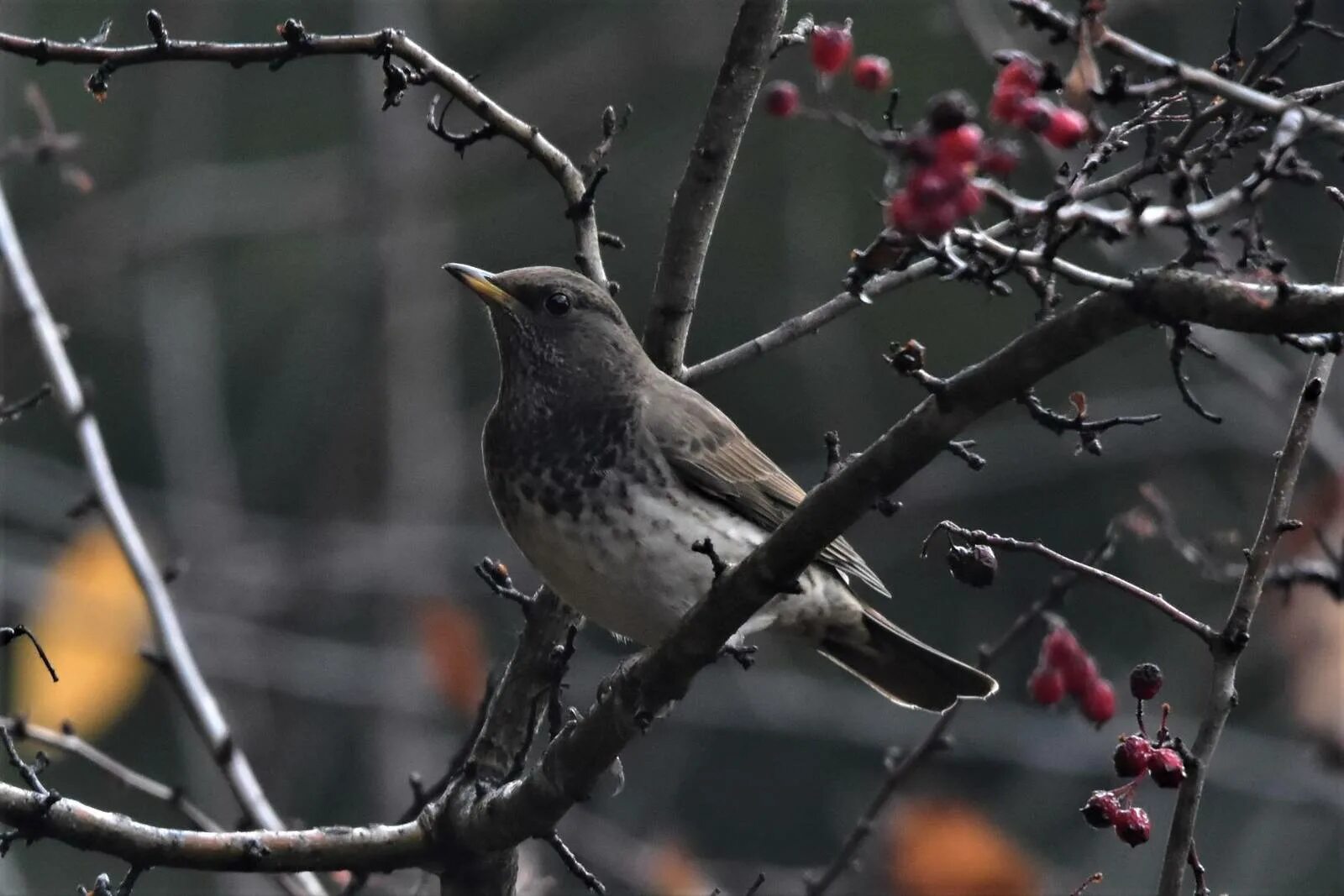Чернозобый дрозд. Чернозобый дрозд настоящие дрозды. Бледногрудый дрозд. Чернозобый дрозд. Turdus atrogularis.