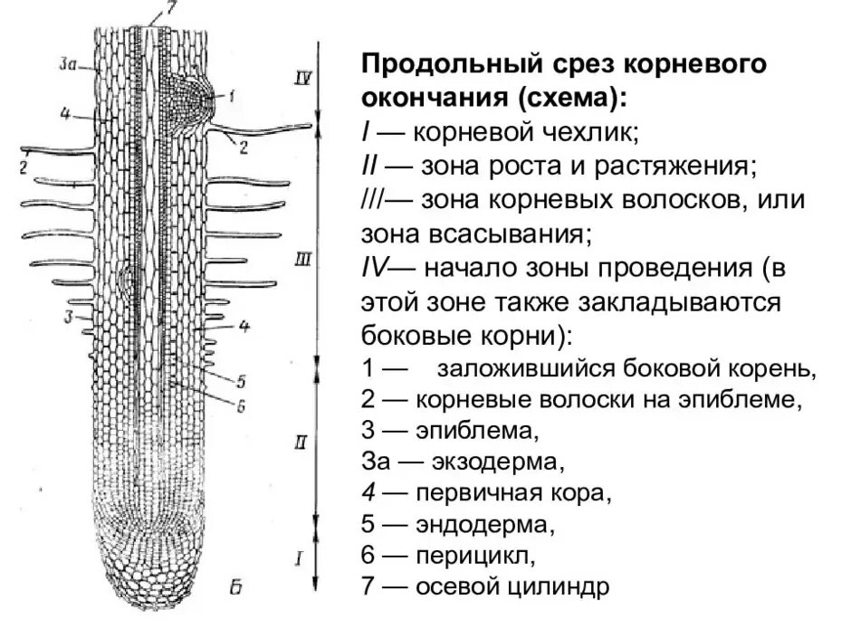 Строение корня ответ. Строение корня растения продольный срез. Корневой чехлик зона роста зона всасывания зона проведения. Корневой чехлик зона роста. Продрльный СОКЗ кончиуа уорня.