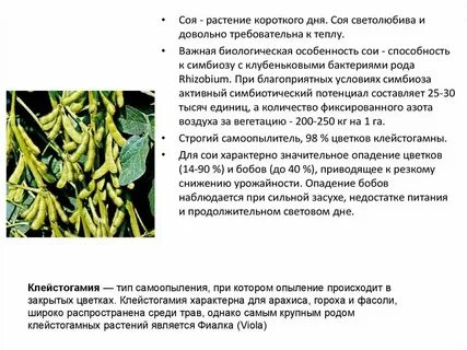 Мировой лидер по выращиванию сои