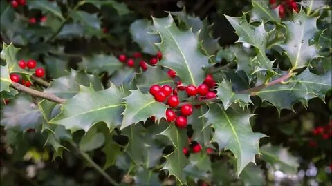 Ilex by