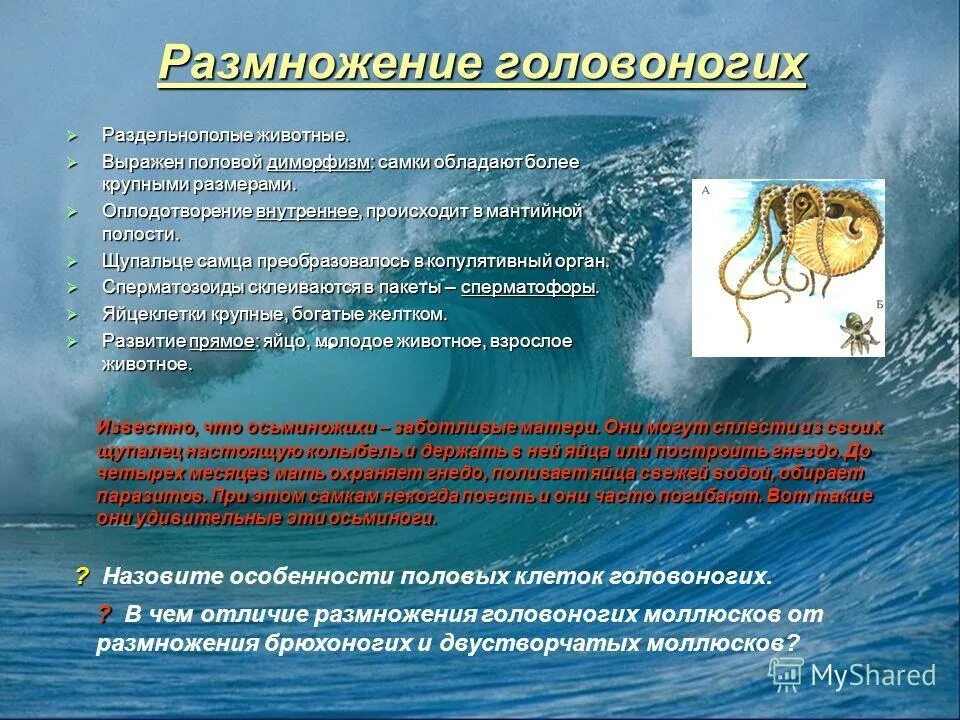 Головоногие раздельнополые. Головоногие размножение. Размножение и развитие головоногих моллюсков. Половая система головоногих моллюсков. Головоногие размножение.