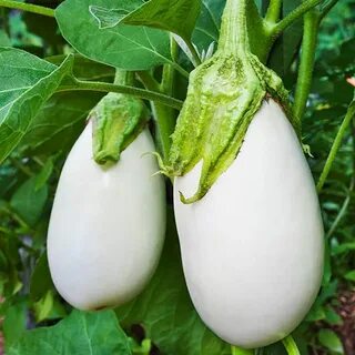 Перец дыня