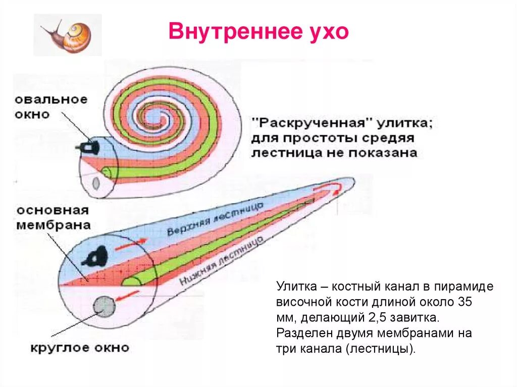 Строение уха овальное и круглое окно. Строение внутреннего уха овальное и круглое окно. Овальное окно улитки внутреннего уха. Внутреннее ухо овальное окно функции.