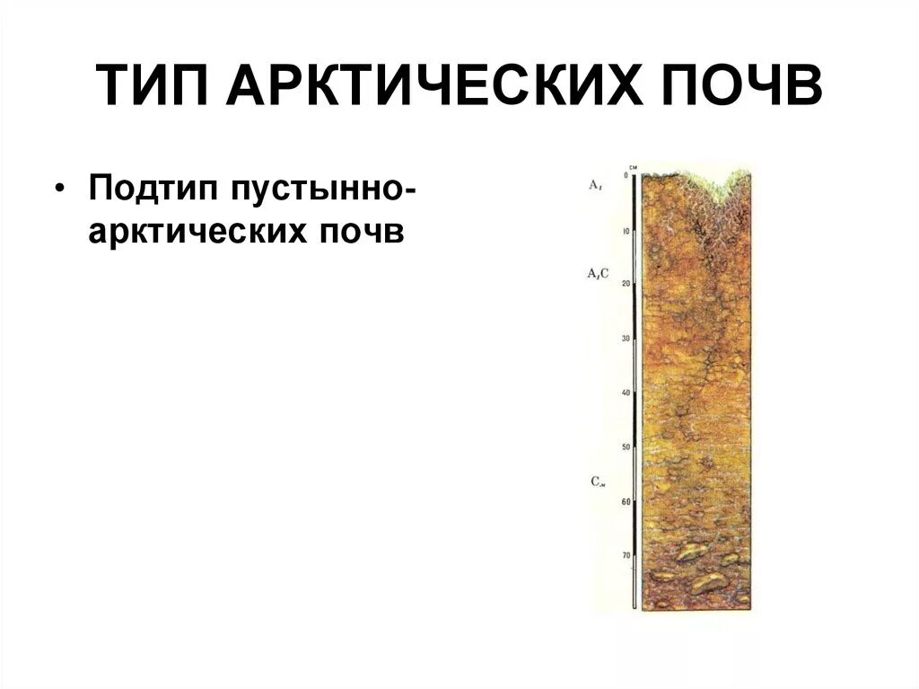 Почва арктических пустынь профиль. Арктические пустынные почвы профиль. Тип почв арктических пустынь. Арктические пустыни Тип почвы.