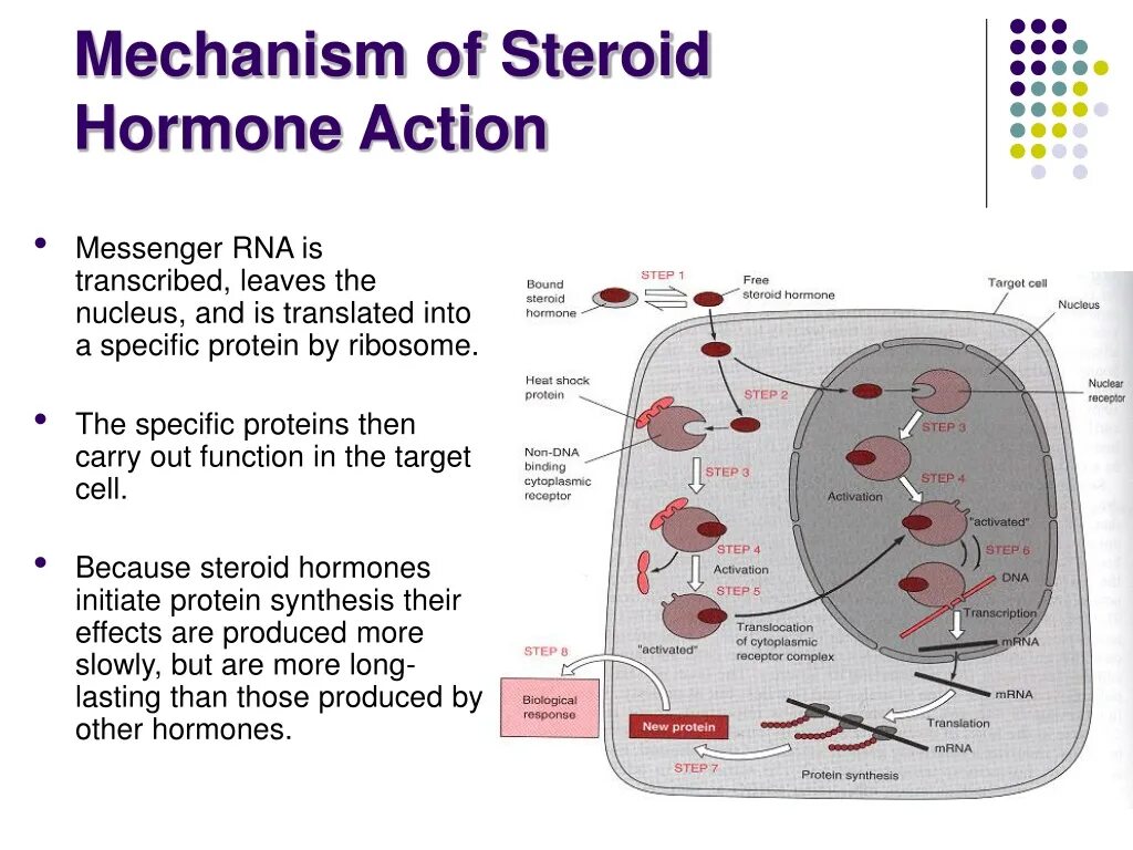 Action function. The mechanism of action of steroid hormones. mechanism of action. hormones biochemistry. steroids mechanism of action.