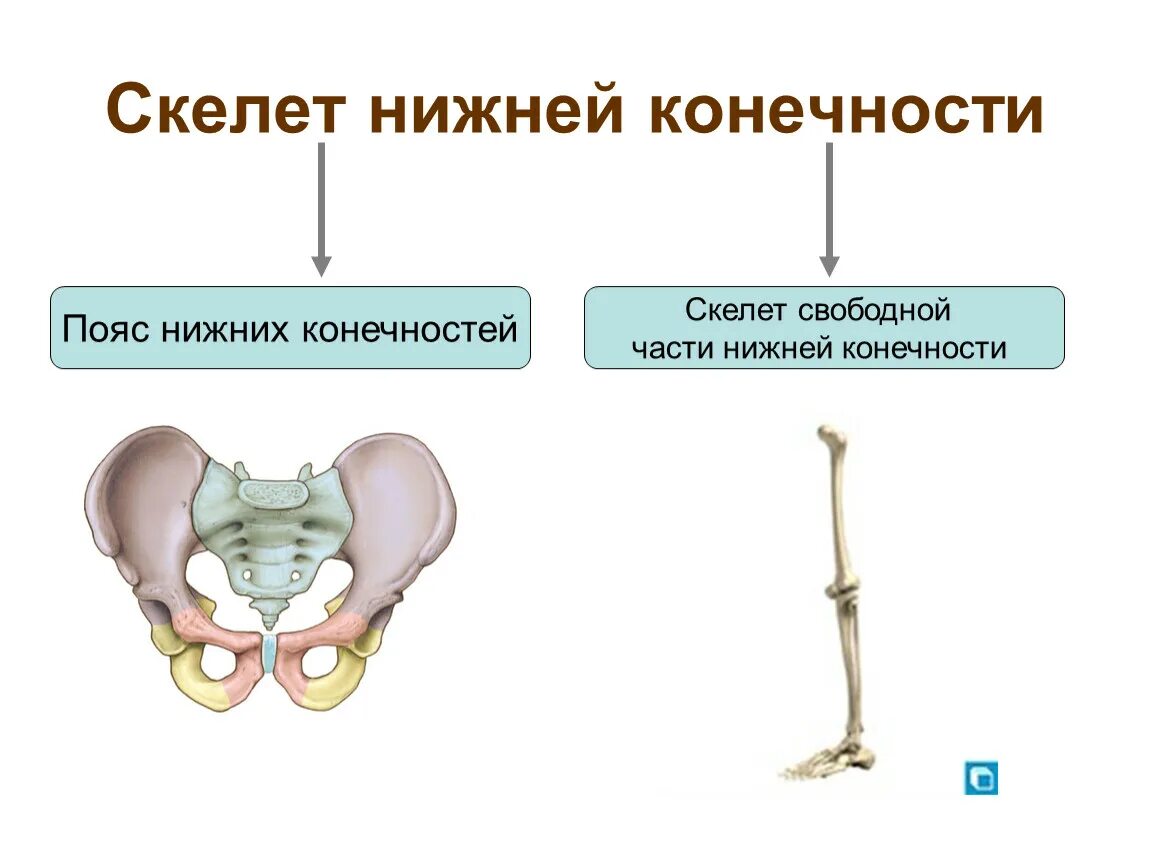 Тема нижние конечности. Кости пояса нижних конечностей человека. Скелет пояса нижних конечностей человека. Скелет нижней конечности пояс нижней конечности. Кости тазового пояса и свободной нижней конечности.