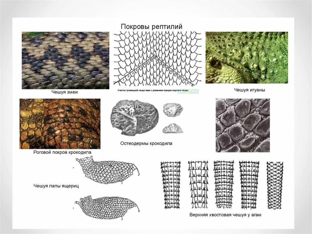 Строение покровов тела пресмыкающиеся. Строение кожных покровов пресмыкающихся. Строение кожных покровов рептилий. Роговая чешуйка строение. Роговые чешуйки у пресмыкающихся.