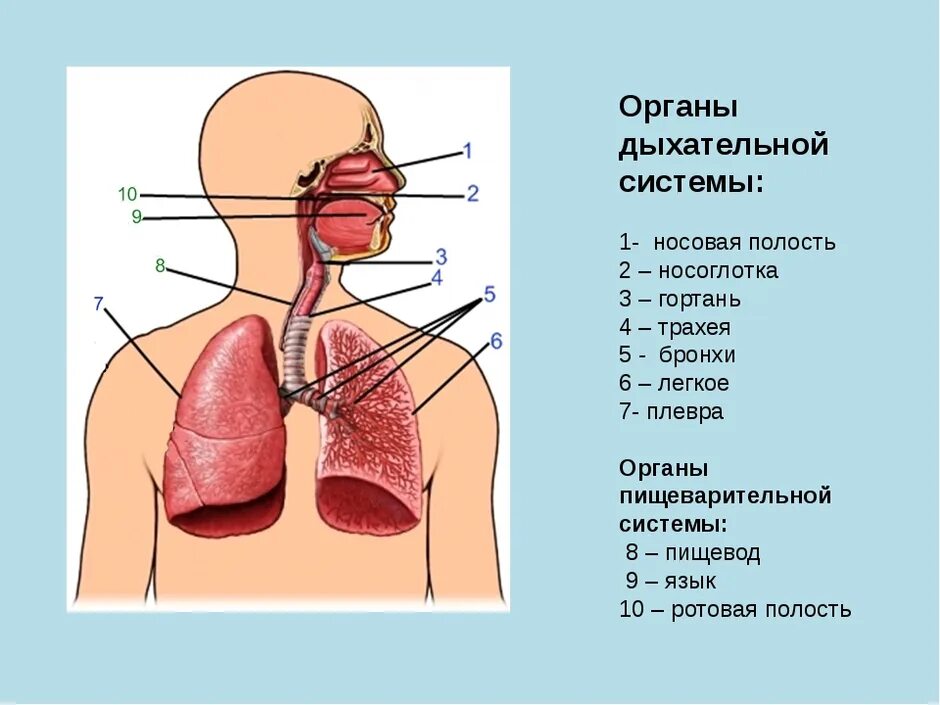 Каковы функции дыхания. Составляющие дыхательной системы. Система органов дыхания человека схема. Система органов дыхания носовая полость. Гортань трахея бронхи строение.