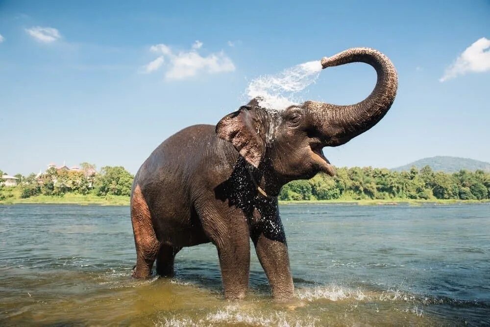 Слон пьющий воду. Слон купается. Слон в воде. Слоны фото. Слоны купаются.