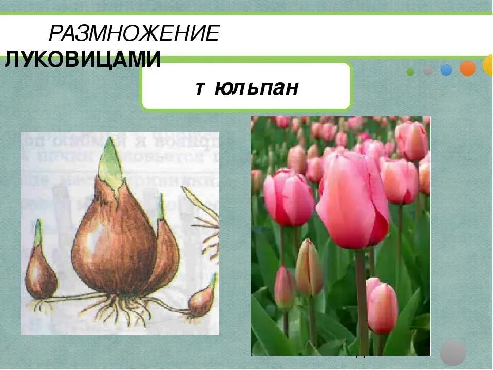 Размножение тюльпанов луковицами. Фазы роста луковицы тюльпана. Строение тюльпана Грейга. Тюльпаны луковицы столоны.