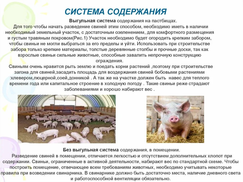 Способы содержания животных. Система содержания откормочного поголовья свиней. выгульная система содержания поросят. системы содержания в свиноводстве. способы содержания свиней на фермах.
