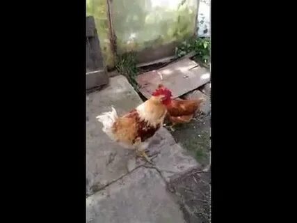 Нашел петух