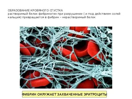 Белок образующий тромб