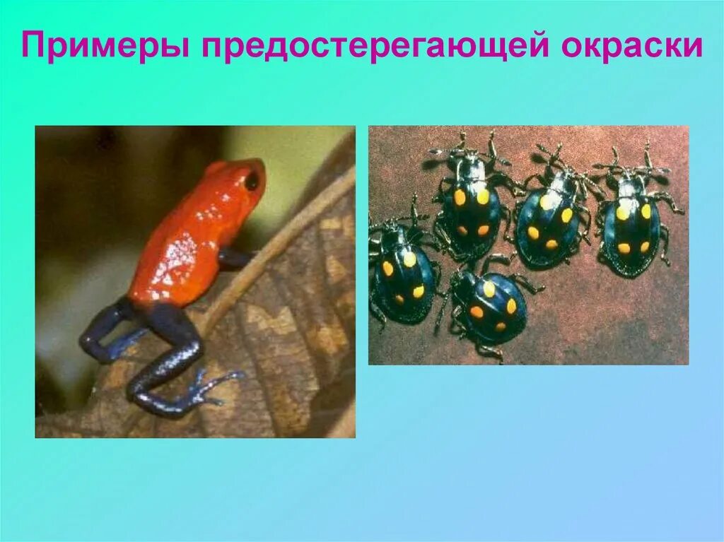 Предупреждающие окраски животных. Примеры предостерегающей окраски. предостерегающая окраска примеры растений. примеры предостерегающей окраски окраски. предупреждающая окраска примеры.