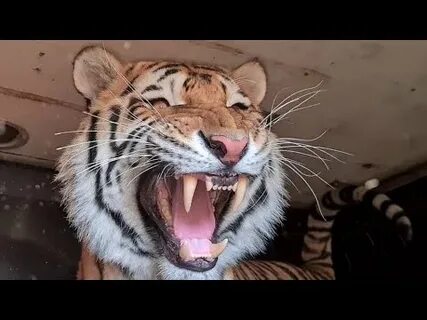 Клип че за лев этот тигр