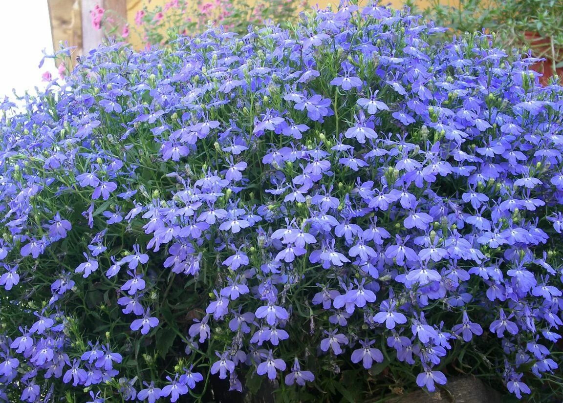 лобелии однолетние или многолетние. лобелия эринус синяя. лобелии однолетние или многолетние. лобелия эринус сапфир. лобелии однолетние или многолетние.