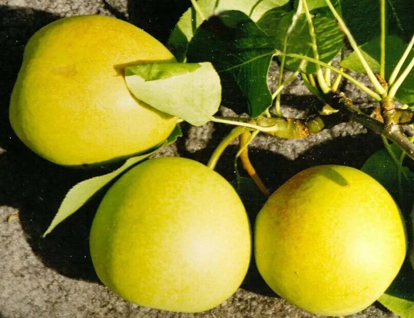 груша талица (летний сорт). груша десертная россошанская (осенний сорт). груша приплюснутой формы. груша уральская скороспелка. груша духмяная.