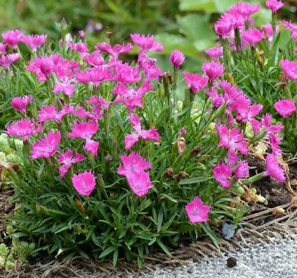 Почвопокровные гвоздики. Гвоздика травянка (Dianthus deltoides). Гвоздика травянка Альпийская. Гвоздика Альпийская Dianthus Alpinus.